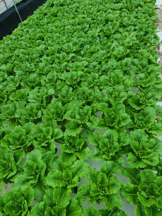 소리사랑 박주현님의 상추 · 영농일지 작성글 사진