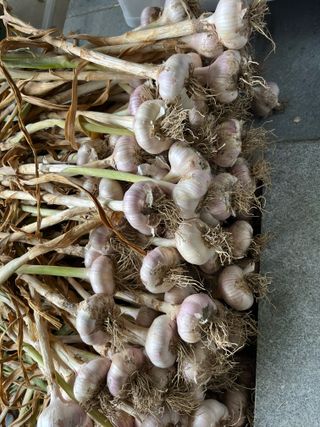 최성진님의 마늘 · 영농일지 작성글 사진