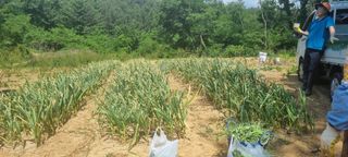 보민님의 마늘 · 영농일지 작성글 사진