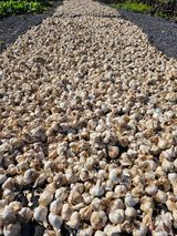 팜모닝 마늘·영농일지 게시글 이미지