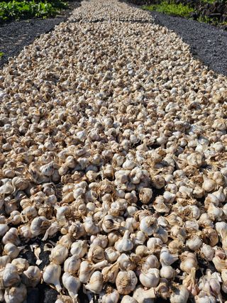 고가네팜님의 마늘 · 영농일지 작성글 사진