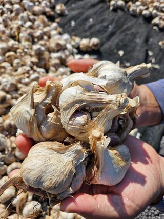 고가네팜님의 마늘 · 영농일지 작성글 사진