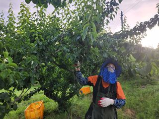 광양밤실매실농장님의 매실 · 영농일지 작성글 사진