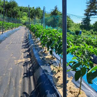 정좌리농장님의 고추 · 영농일지 작성글 사진