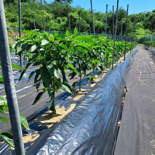 정좌리농장님의 고추 · 영농일지 작성글 사진