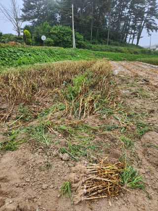 이덕우님의 마늘 · 영농일지 작성글 사진