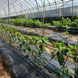 팜모닝 고추·영농일지 게시글 이미지