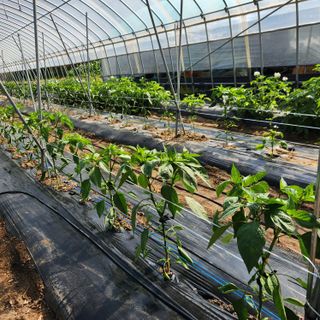 유원준님의 고추 · 영농일지 작성글 사진