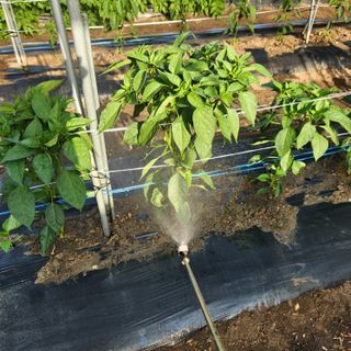 유원준님의 고추 · 영농일지 작성글 사진