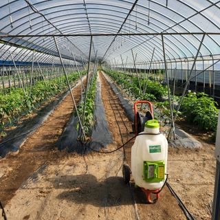 유원준님의 고추 · 영농일지 작성글 사진