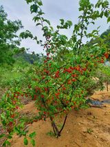 팜모닝 기타작물·영농일지 게시글 이미지