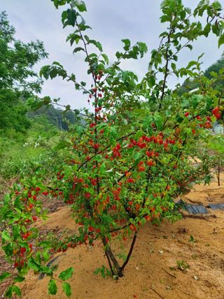 김정은님의 기타작물 · 영농일지 작성글 사진