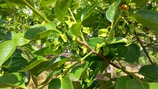 김형관님의 감 · 영농일지 작성글 사진