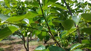 김형관님의 감 · 영농일지 작성글 사진