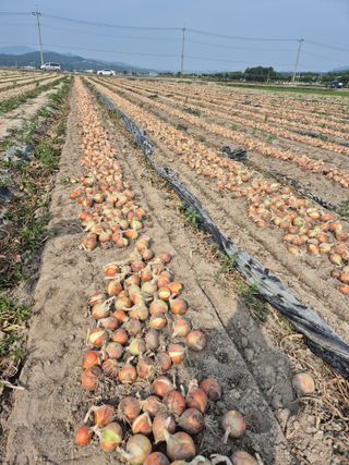 송광만님의 양파 · 자유게시판 작성글 사진