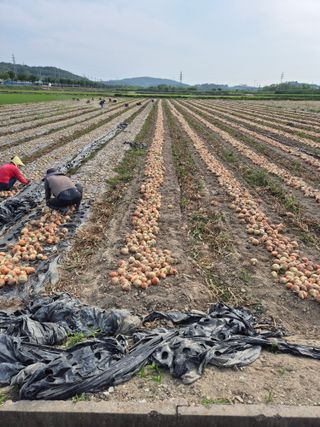송광만님의 양파 · 자유게시판 작성글 사진