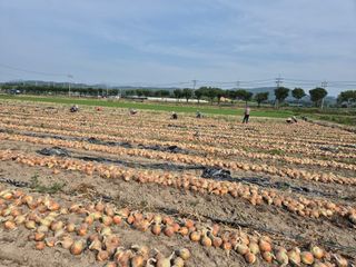 송광만님의 양파 · 자유게시판 작성글 사진