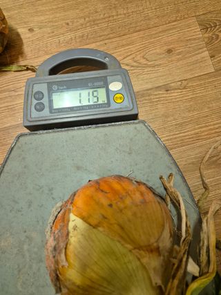 송광만님의 양파 · 자유게시판 작성글 사진