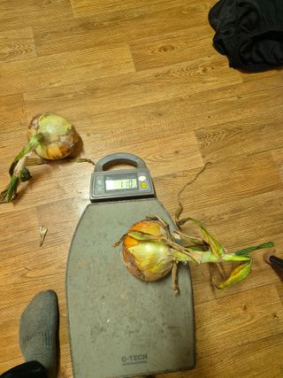 송광만님의 양파 · 자유게시판 작성글 사진