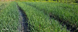 무진님의 양파 · 영농일지 작성글 사진