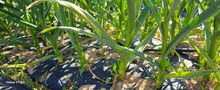 무진님의 양파 · 영농일지 작성글 사진