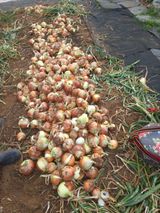 팜모닝 양파·영농일지 게시글 이미지