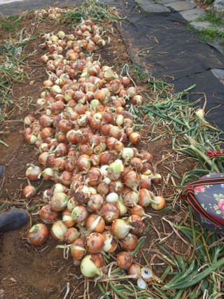 우#란님의 양파 · 영농일지 작성글 사진