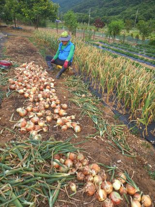 우#란님의 양파 · 영농일지 작성글 사진