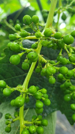 이원규님의 포도 · 영농일지 작성글 사진