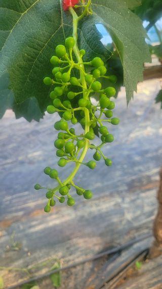 이원규님의 포도 · 영농일지 작성글 사진