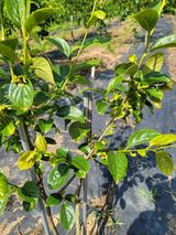 팜모닝 감·영농일지 게시글 이미지