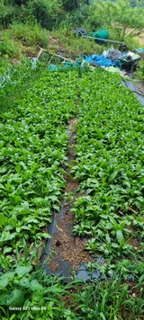 팜모닝 기타작물·영농일지 게시글 이미지