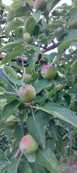 팜모닝 사과·영농일지 게시글 이미지