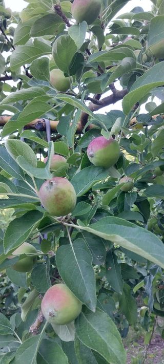 문장식님의 사과 · 영농일지 작성글 사진