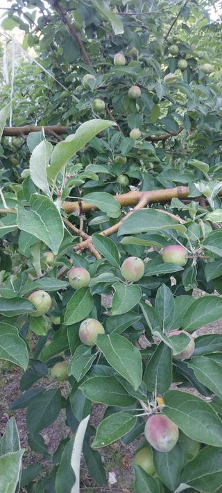 문장식님의 사과 · 영농일지 작성글 사진