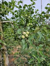 팜모닝 사과·영농일지 게시글 이미지