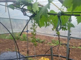 양금님의 포도 · 영농일지 작성글 사진