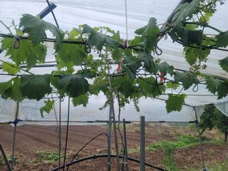 양금님의 포도 · 영농일지 작성글 사진