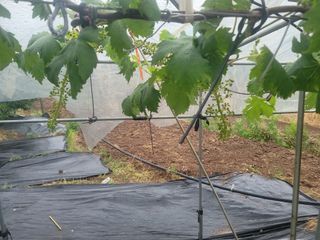 양금님의 포도 · 영농일지 작성글 사진