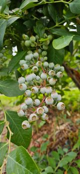 팜모닝 고추·영농일지 게시글 이미지