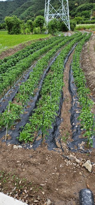 의령3대부자 솥바위님의 고추 · 영농일지 작성글 사진