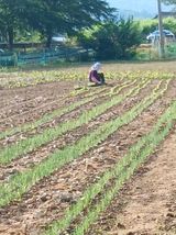 팜모닝 파·영농일지 게시글 이미지