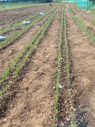 이재경님의 파 · 영농일지 작성글 사진