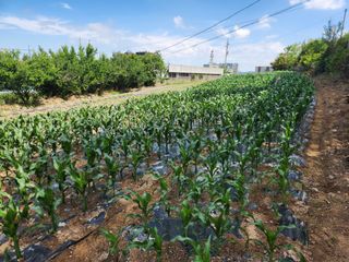 강필원 님의 옥수수 · 영농일지 작성글 사진