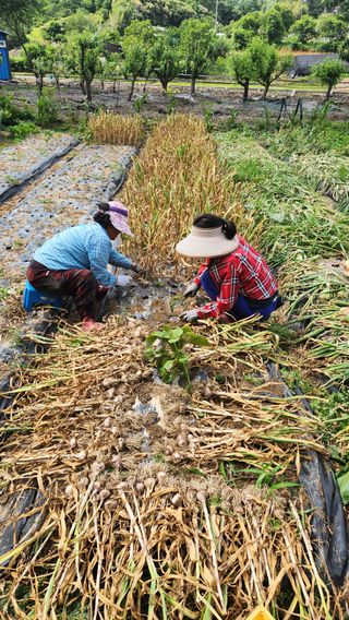정회환 님의 마늘 · 영농일지 작성글 사진
