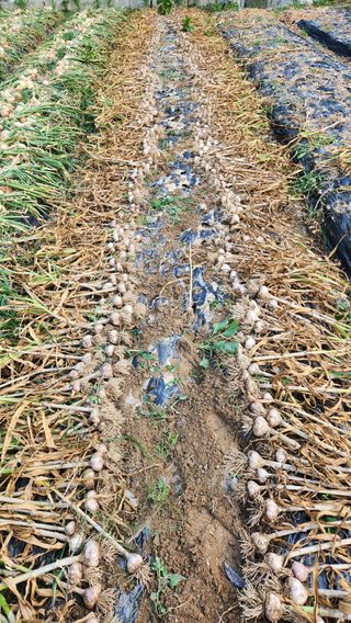 정회환 님의 마늘 · 영농일지 작성글 사진