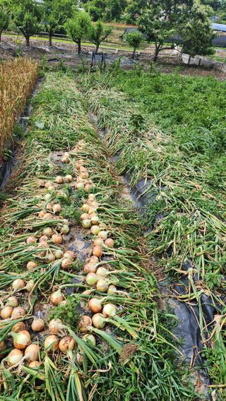 정회환 님의 마늘 · 영농일지 작성글 사진