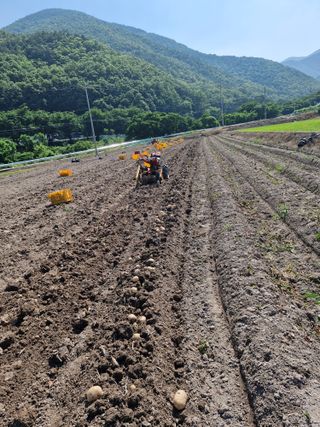 박영석님의 감자 · 영농일지 작성글 사진