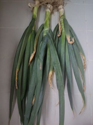 북극성짱님의 양파 · 영농일지 작성글 사진