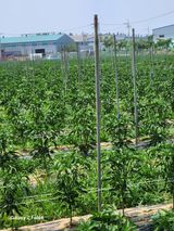 팜모닝 고추·영농일지 게시글 이미지